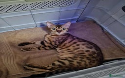 Bengal cats for sale: Male snow bengel  - Image 5