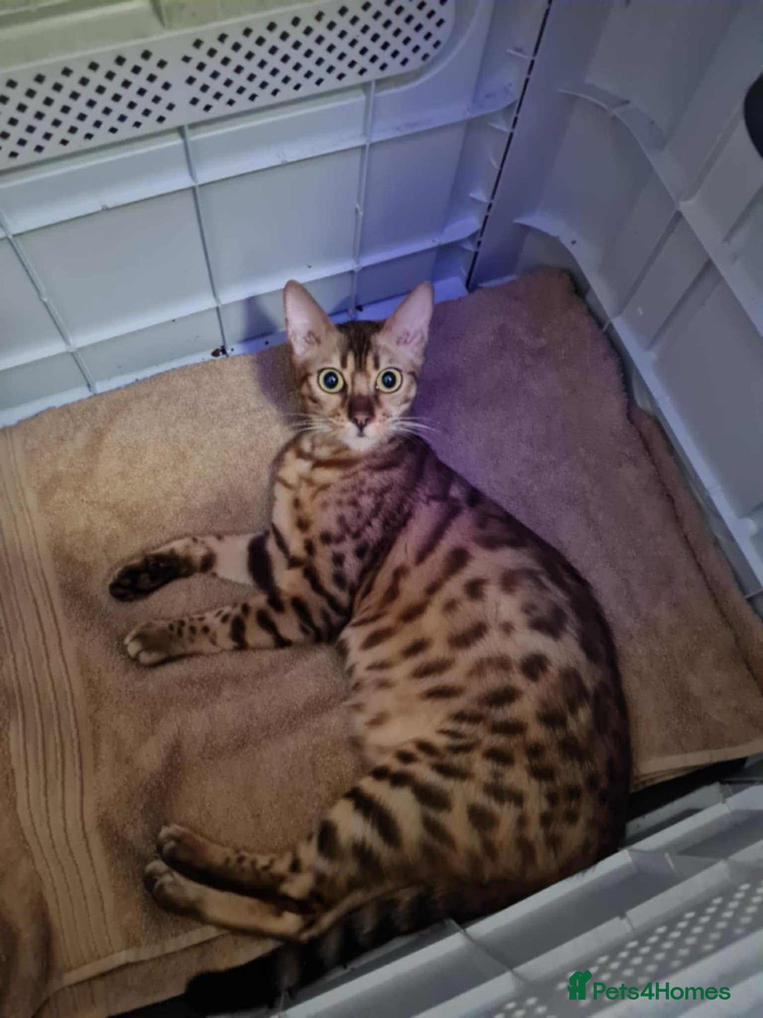 Bengal cats for sale: Male snow bengel  - Image 5