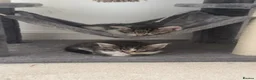 Mixed Breed cats for sale: Beautiful kittens looking for their forever homes in Plymouth - Advert 10