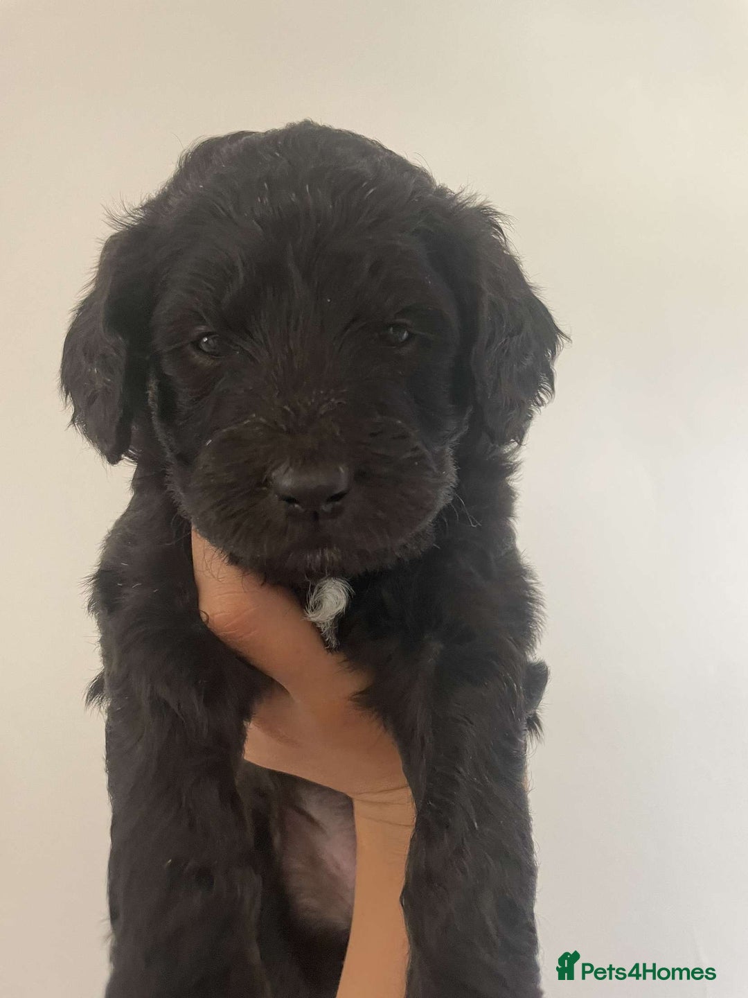 Goldendoodle dogs for sale: Golden doodles  - Image 7