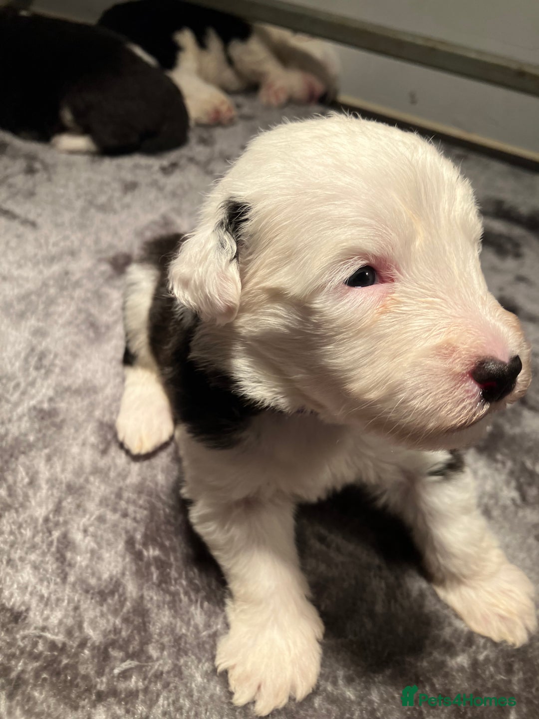 Old English Sheepdog dogs for sale: HEALTH TESTED OLD ENGLISH SHEEPDOG PUPPIES  - Advert 6