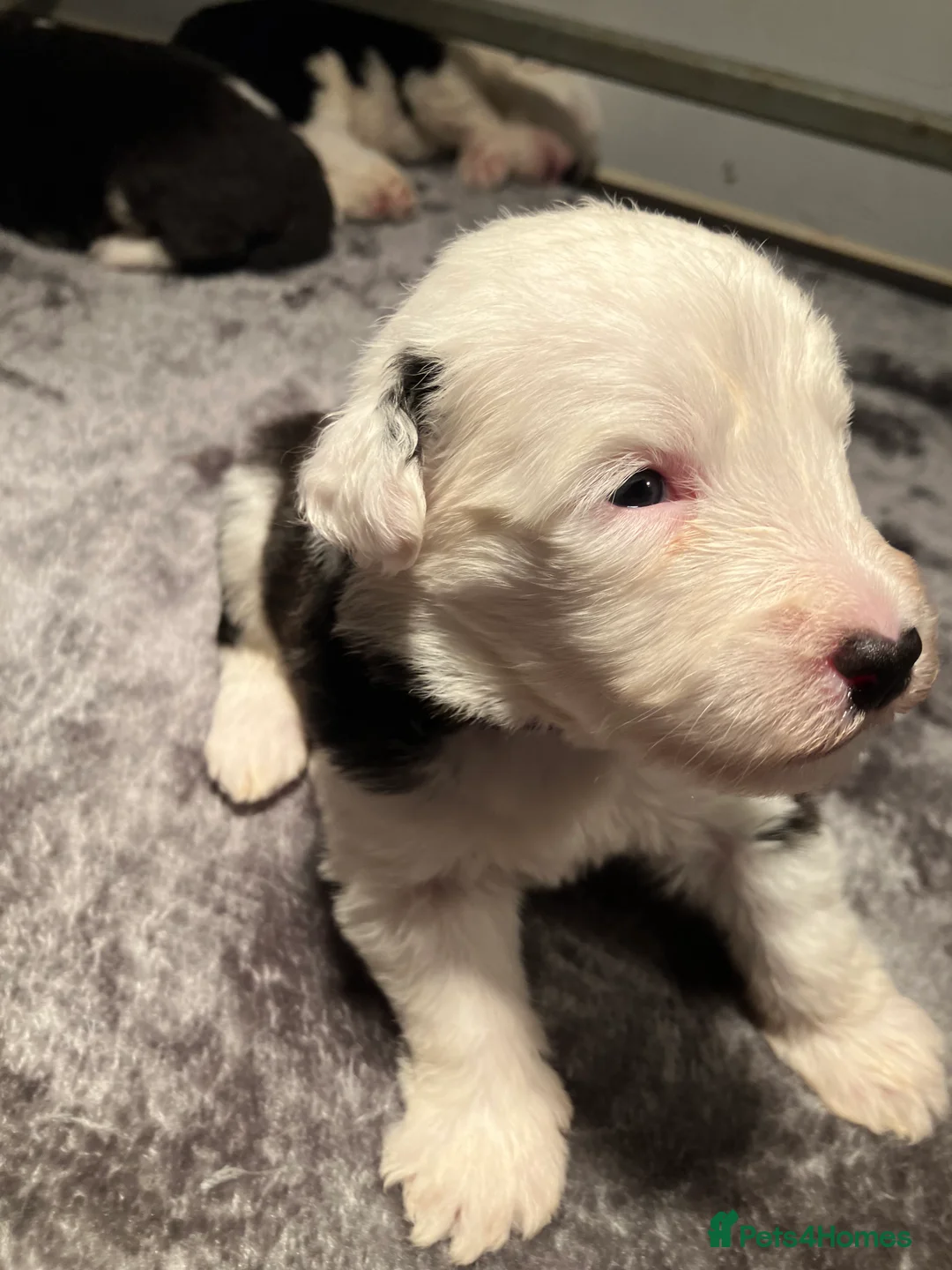 Old English Sheepdog dogs for sale: HEALTH TESTED OLD ENGLISH SHEEPDOG PUPPIES  - Advert 12
