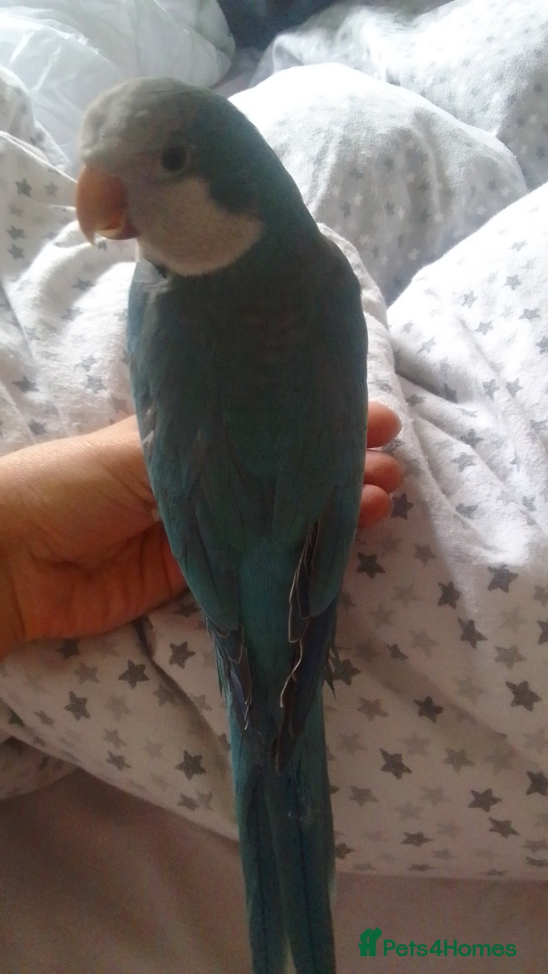 Parakeets birds for sale: Cute Quaker parrots hand reared male and female - Image 21