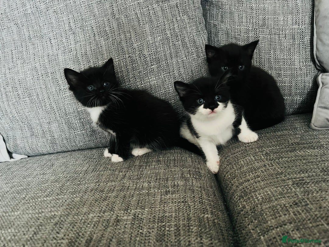Mixed Breed cats for sale: Kittens half Russian blue  - Image 9