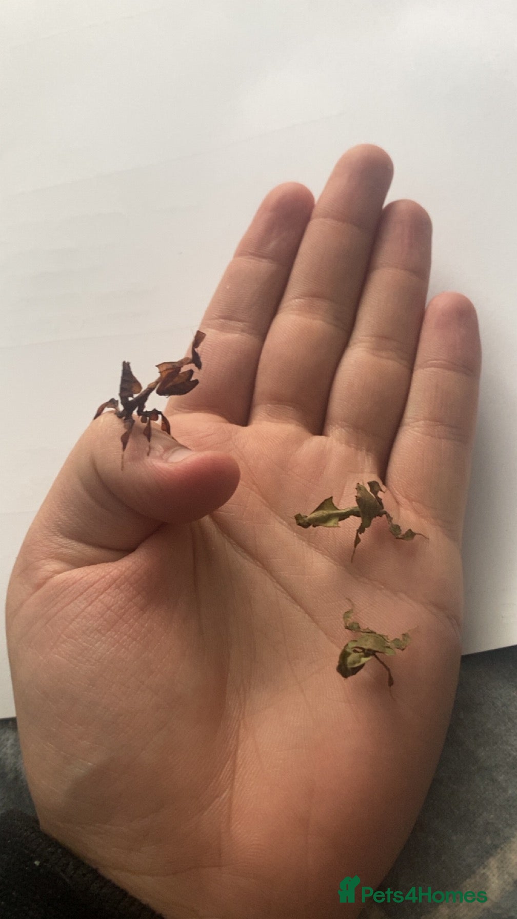 Mixed Breed invertebrates Read description  - Advert 5