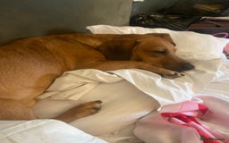 Mixed Breed dogs for sale: Unfortunately selling bugzy - Image 5