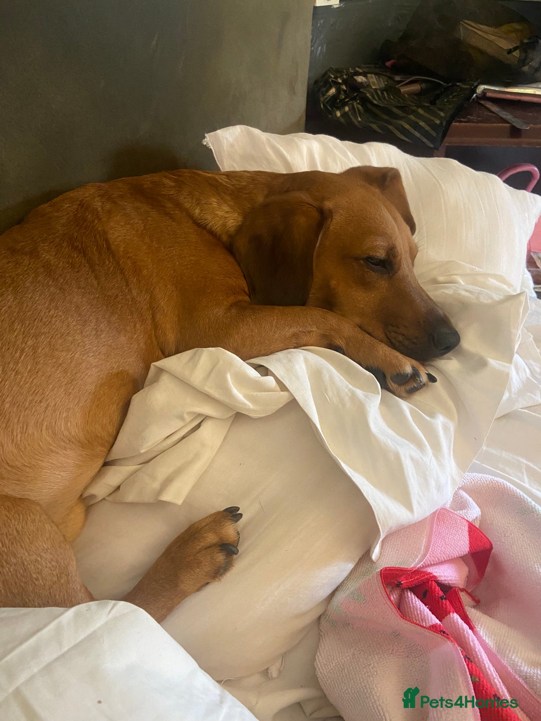 Mixed Breed dogs for sale: Unfortunately selling bugzy - Image 5