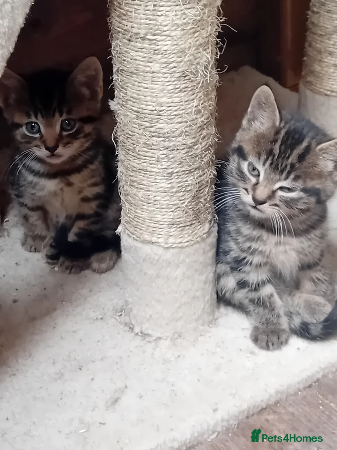 British Shorthair cats for sale: Stunning mackerel tabby kittens  - Advert 2