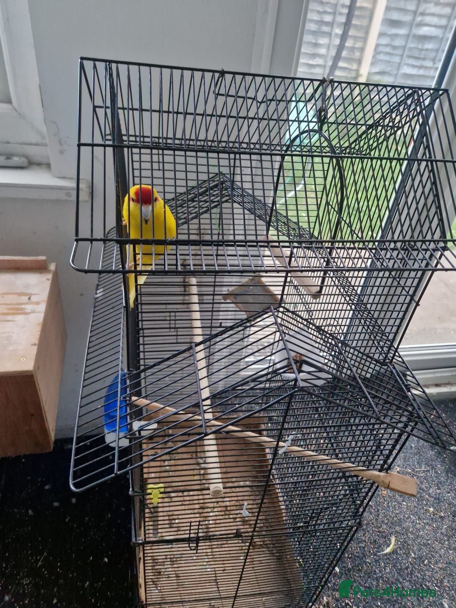 Budgerigars birds Kakariki for sale - Advert 13
