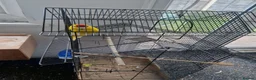 Budgerigars birds for sale: Kakariki for sale - Advert 1