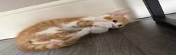 Mixed Breed cats for sale: 5 lovely kittens for sale  - Advert 20