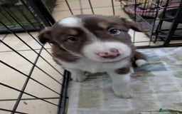 Border Collie dogs for sale: 6th Generation pedigree border collies  - Image 6