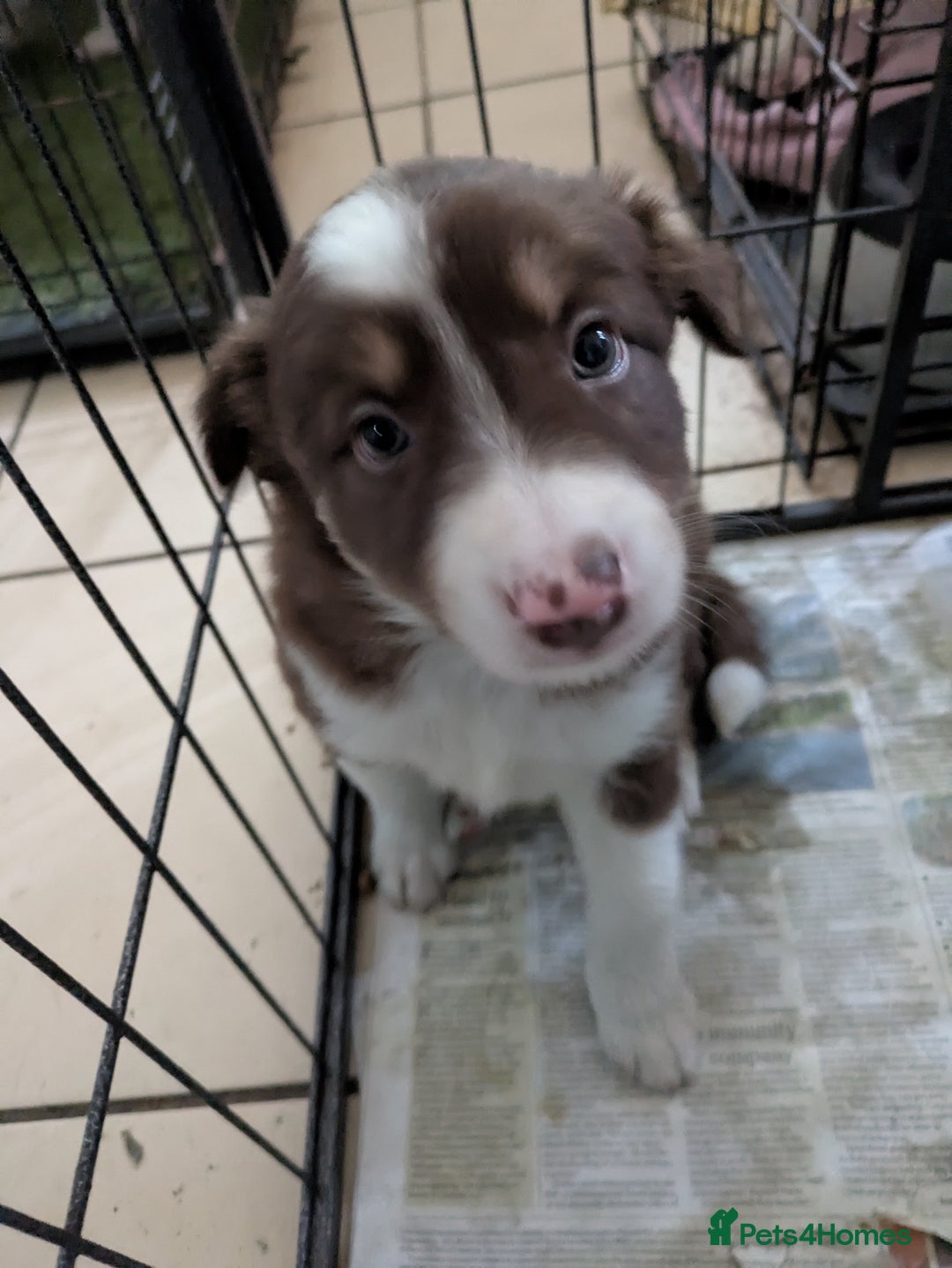Border Collie dogs for sale: 6th Generation pedigree border collies  - Image 6