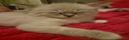 Ragdoll cats for sale: 6x purebred blue, lilac and lynx ragdoll kittens - Advert 5