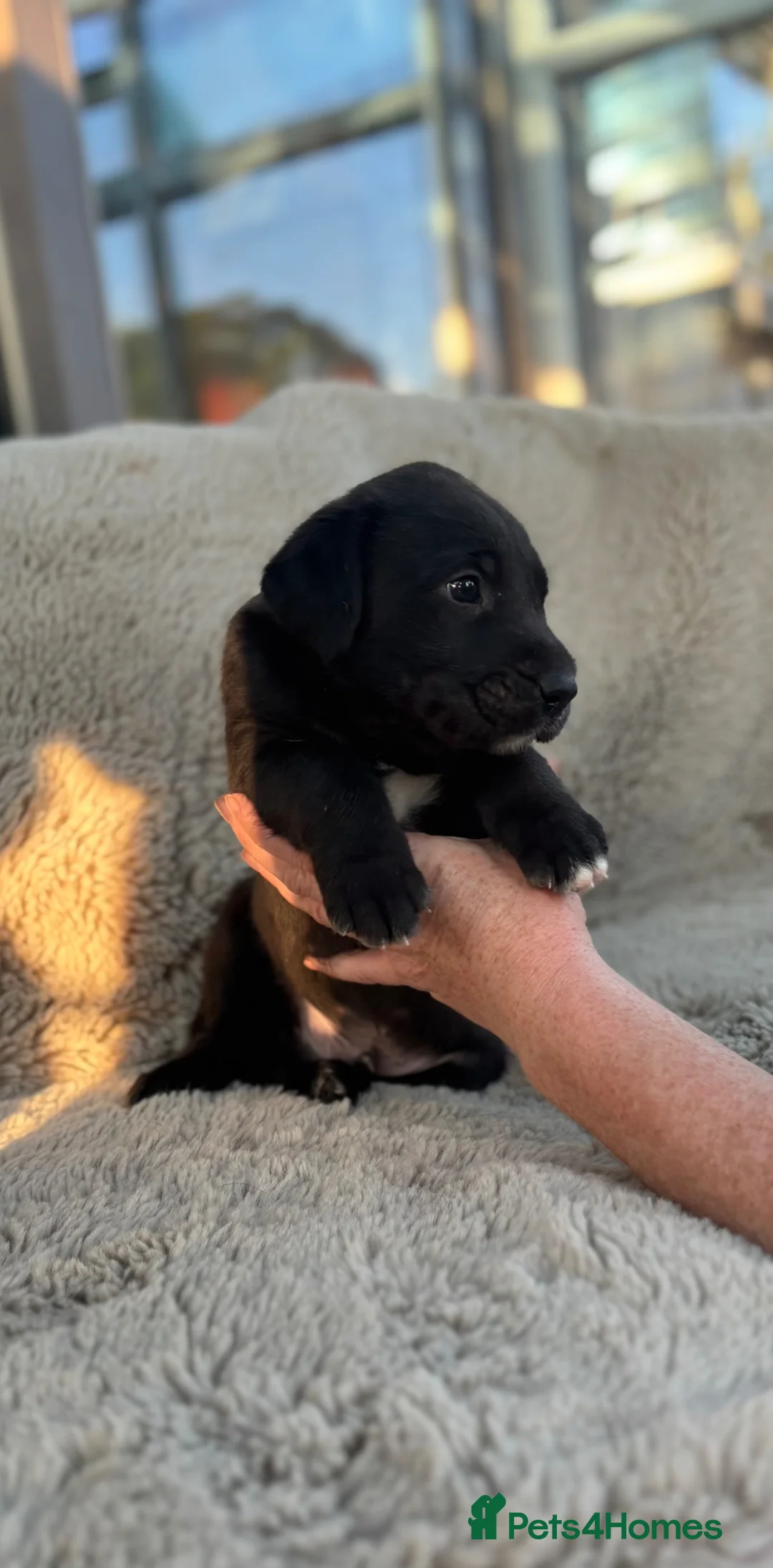 Mixed Breed dogs for sale: Pressa canario x wolfhound  - Advert 1