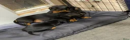 Dachshund dogs for sale: Beautiful dachshund puppies  in Bodmin - Advert 3