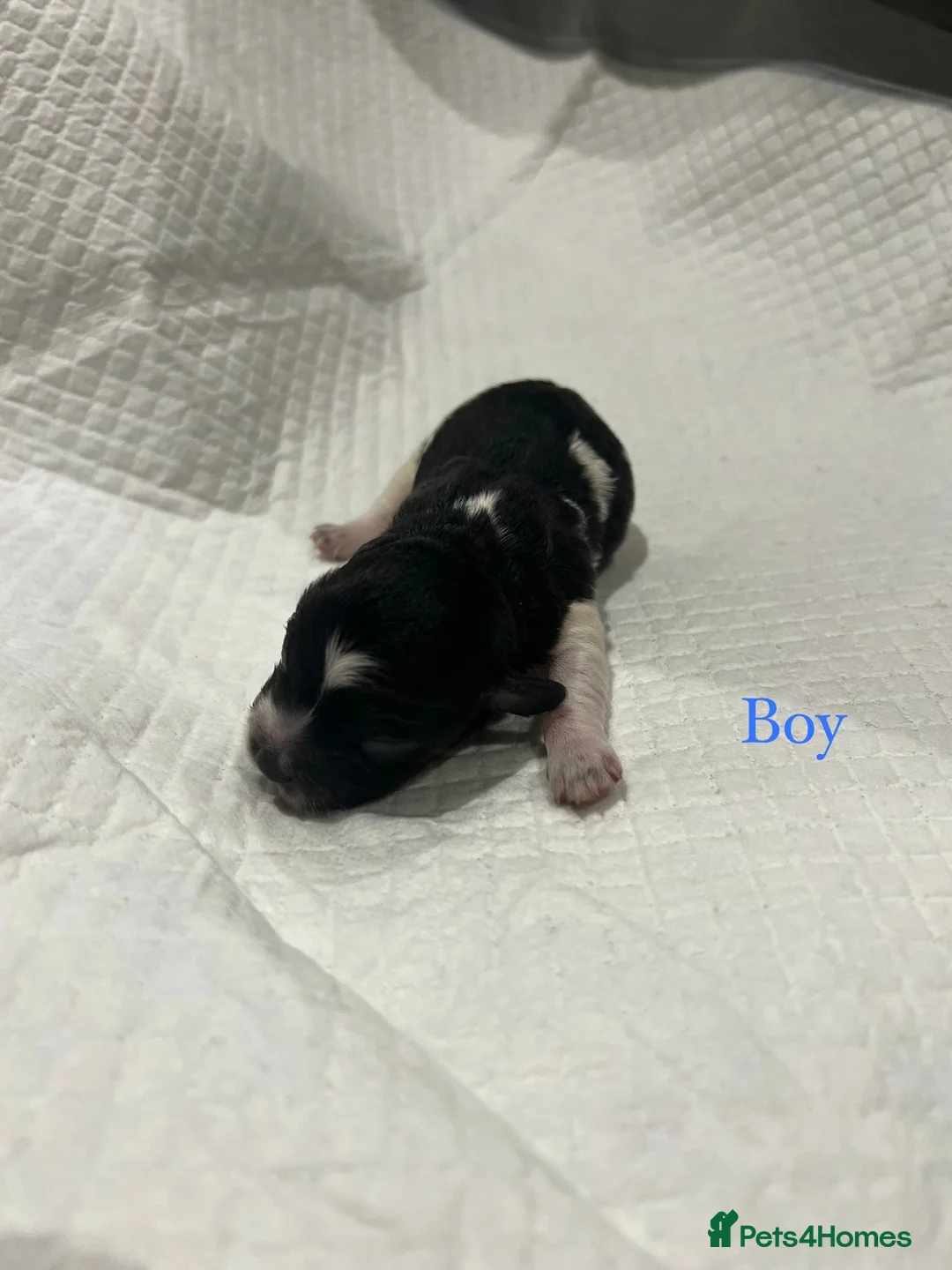 Bichon Frise dogs for sale: Puppies bichon frise - Advert 3