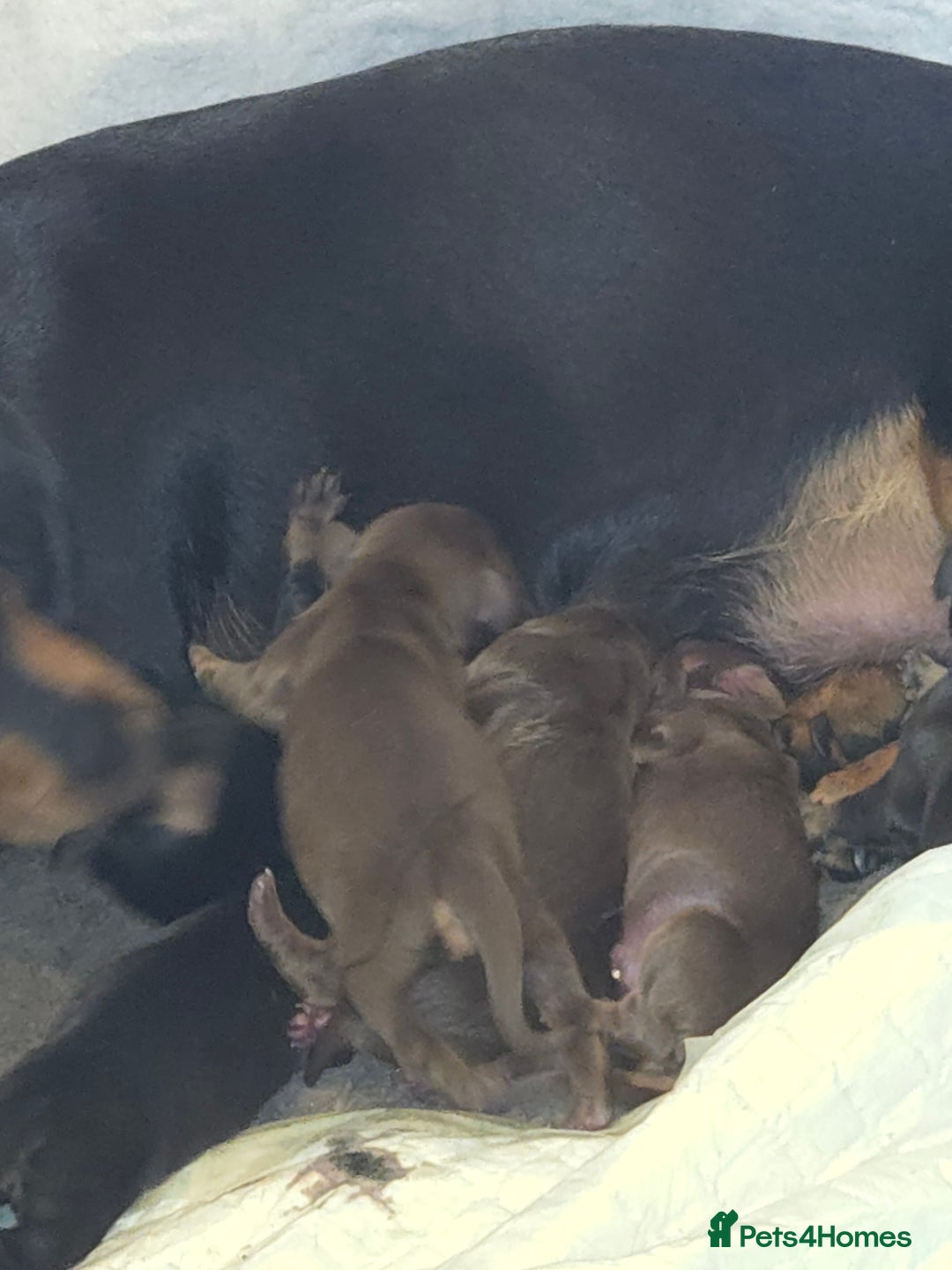 Miniature Dachshund dogs for sale: Miniature dacshund pups for sale - Image 5