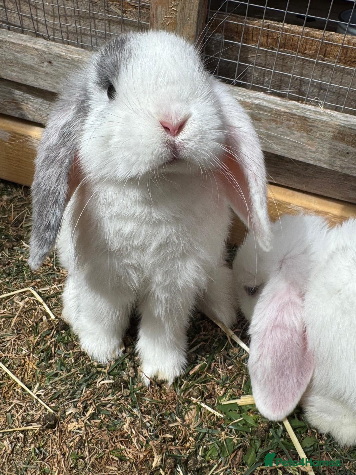 Mini Lop rabbits Last boy available  - Advert 1