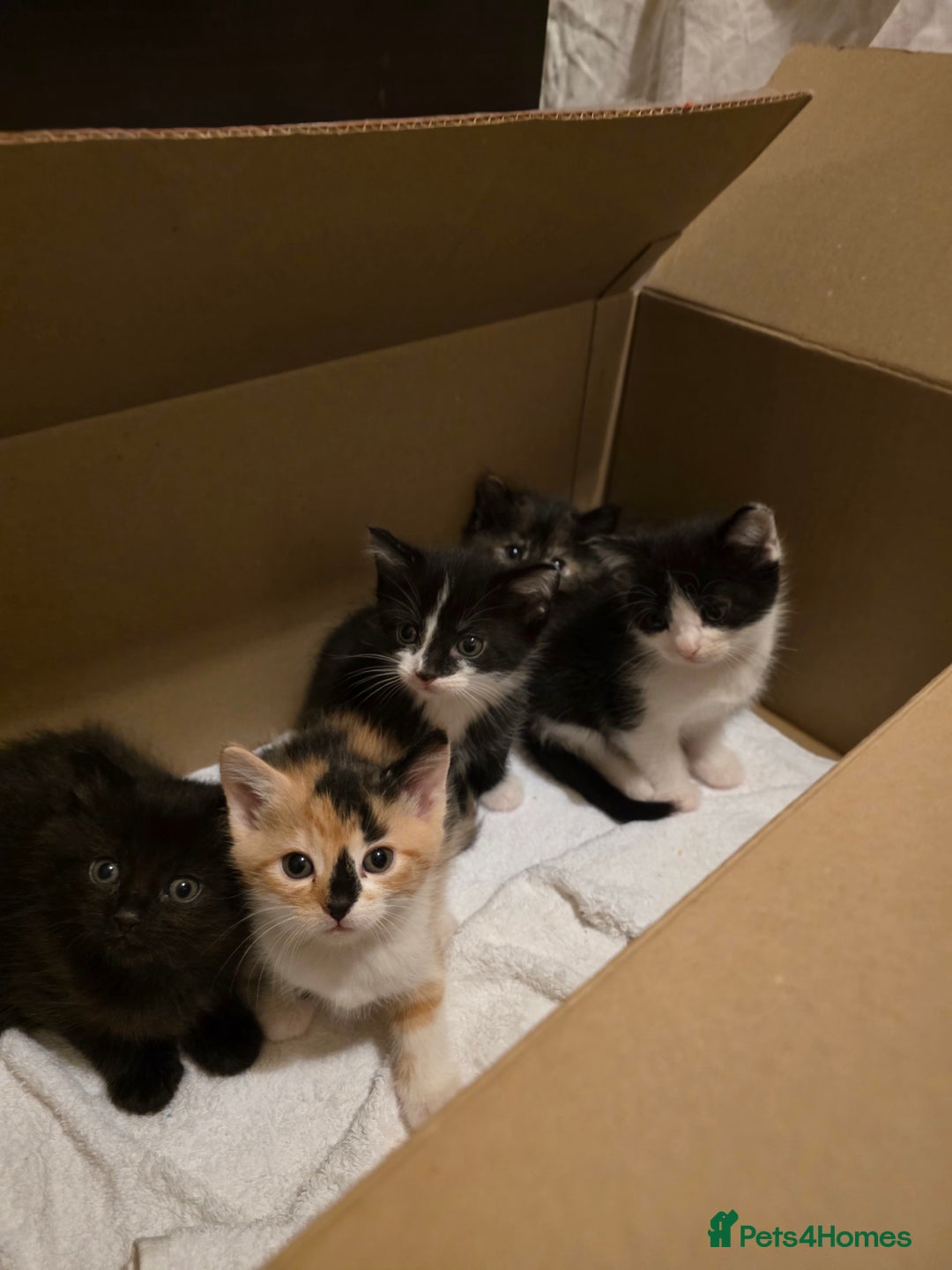 Mixed Breed cats for sale: Adorable longhair and short hair  - Advert 28