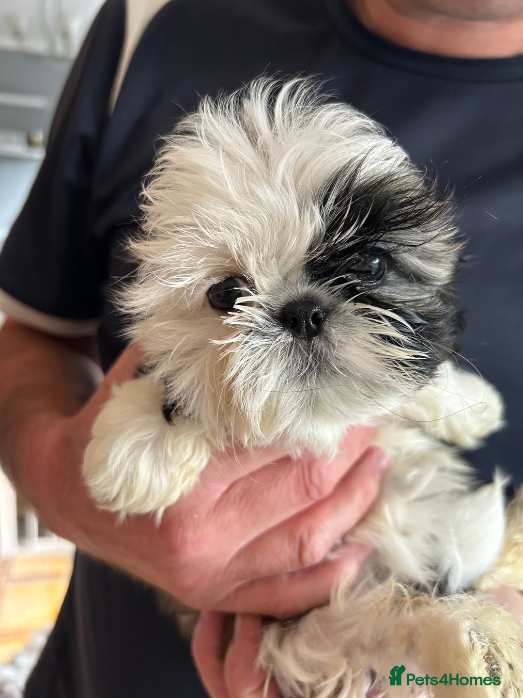 Shih Tzu dogs for sale: 3 shihtzu puppies ready  - Image 1