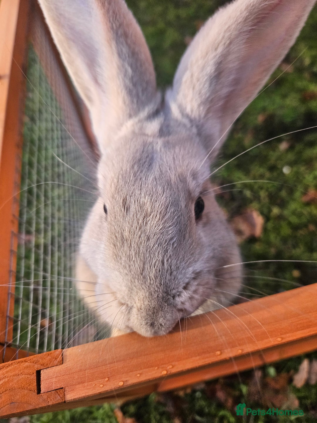 Mixed Breed rabbits for sale: Gorgeous boy need loving forever home - Advert 5