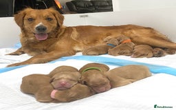 Golden Retriever dogs for sale: Litter of 8 (2 males & 2 females available) - Image 1
