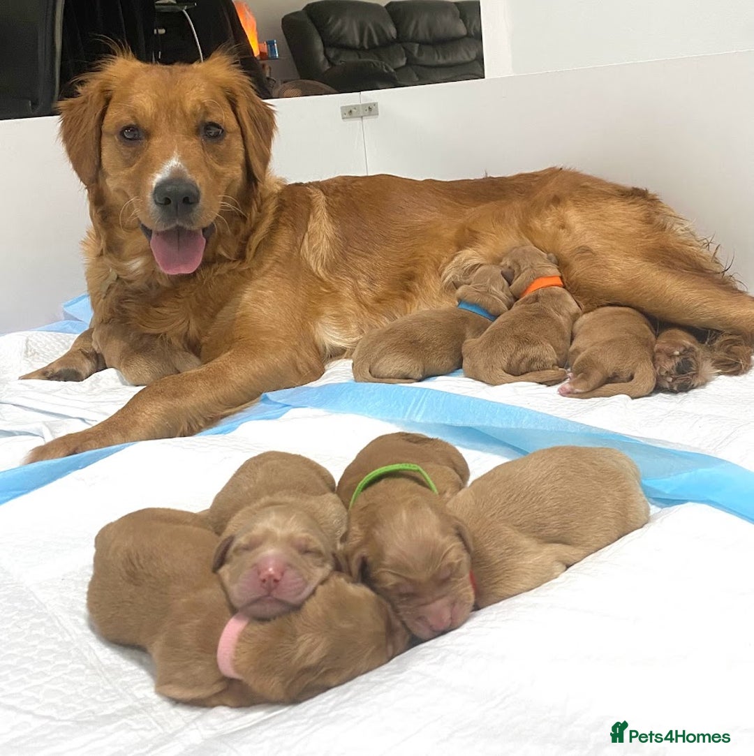 Golden Retriever dogs for sale: Litter of 8 (2 males & 2 females available) - Image 1