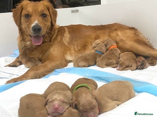 Golden Retriever dogs - Advert 1