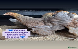 Chickens poultry for sale: Large fowl Brahma hens  - Image 1