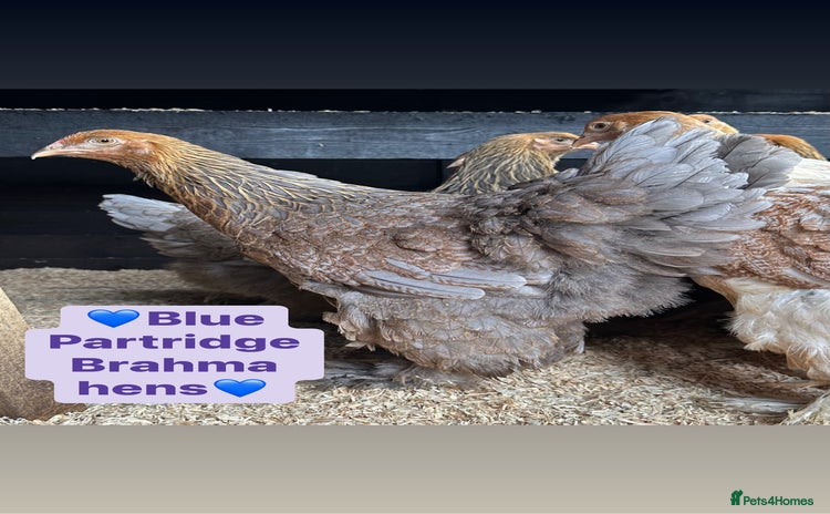 Chickens poultry - Advert 1