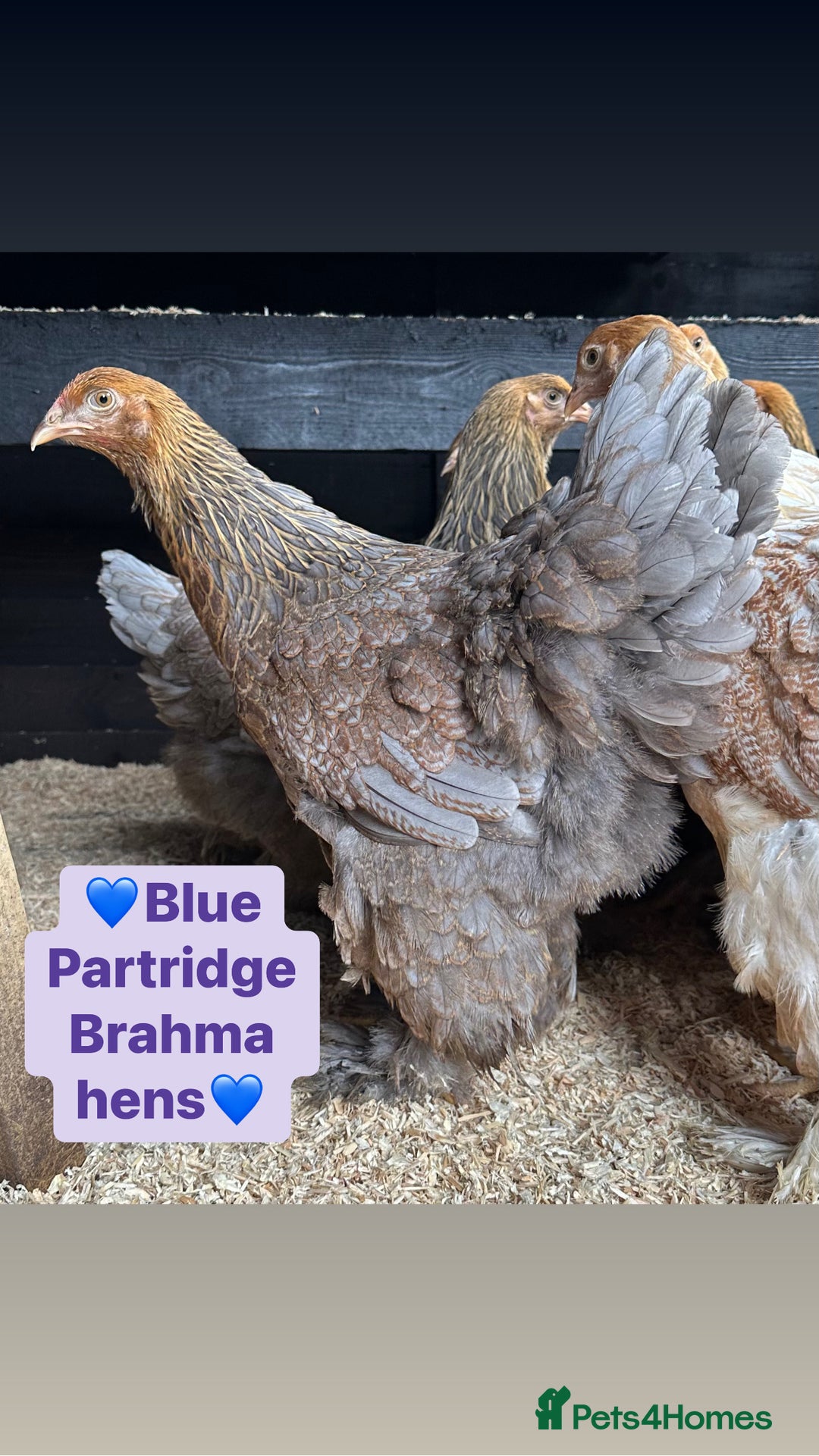 Chickens poultry for sale: Large fowl Brahma hens  - Image 1