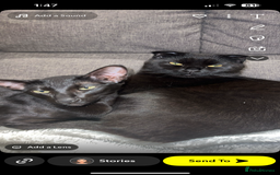 Scottish Fold cats for sale: Oriental shorthair x Scottish fold - Image 9