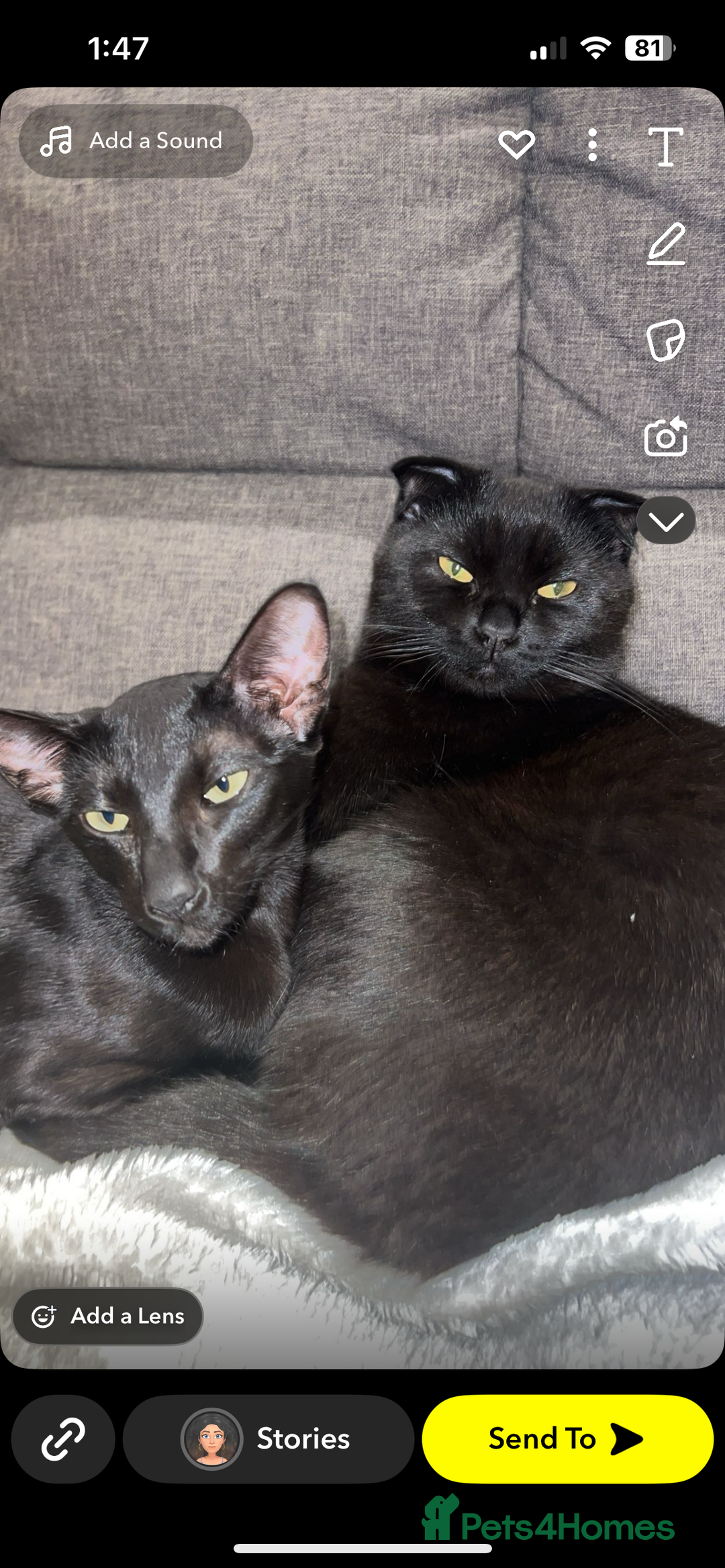 Scottish Fold cats for sale: Oriental shorthair x Scottish fold - Image 9