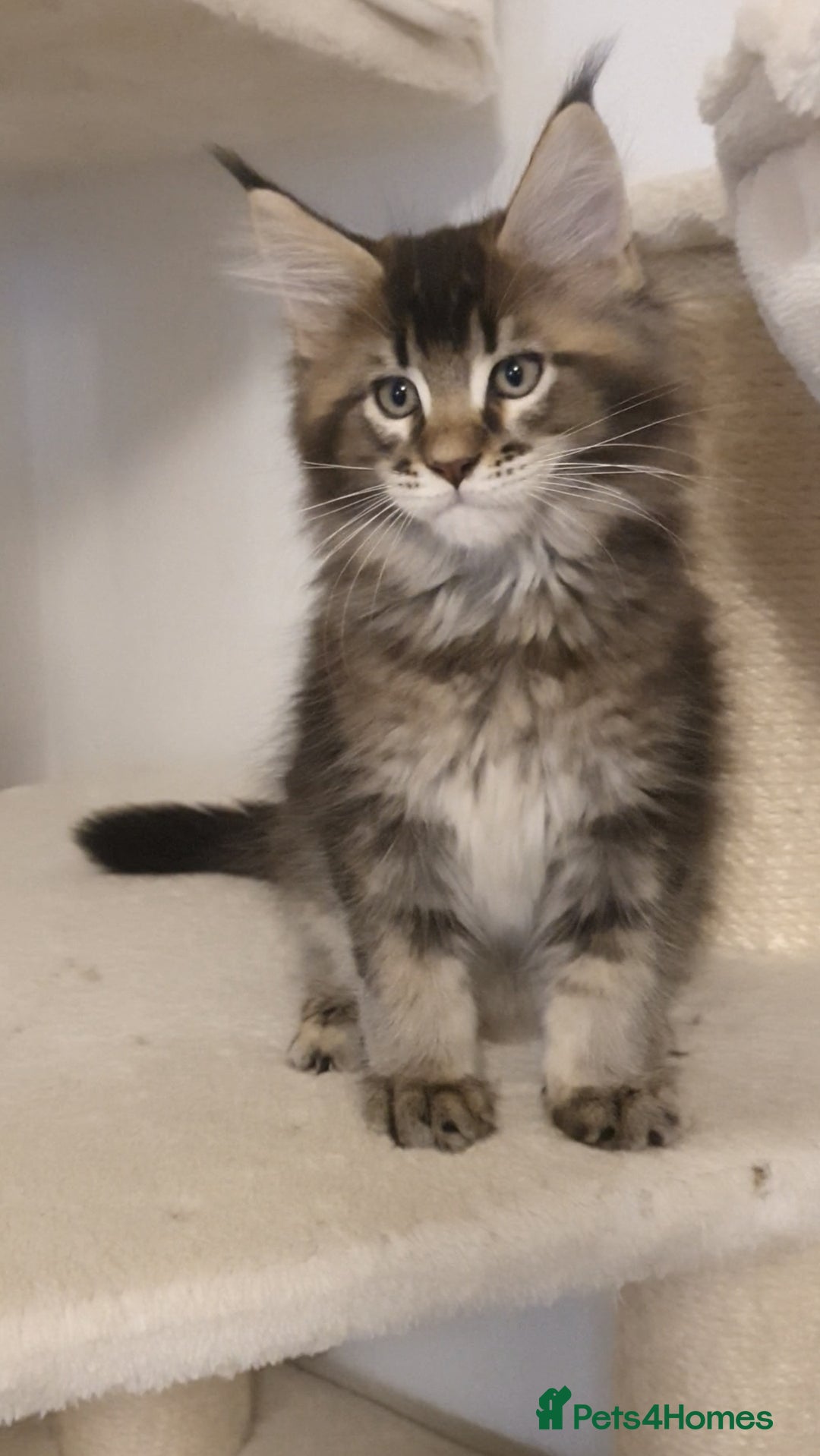 Maine Coon cats for sale: pure maine coon kittens - Image 7