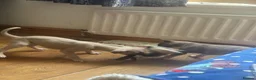 Whippet dogs for sale: KC registered whippet puppy’s  - Advert 3