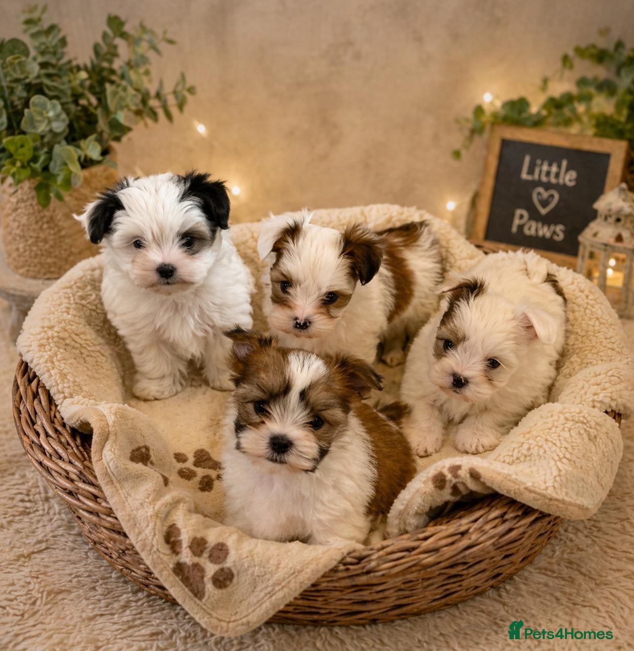 Morkie dogs RARE Tiny Biewer Morkie Puppies (Maltese x Yorkie) - Advert 14