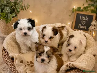 Morkie dogs RARE Tiny Biewer Morkie Puppies (Maltese x Yorkie) - Advert 7
