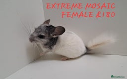 Chinchilla rodents for sale: STUNNING BABIES CHINCHILLA MIX COLOURS AND GENDER  - Image 2