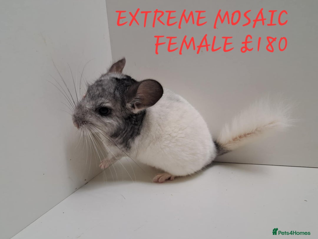 Chinchilla rodents for sale: STUNNING BABIES CHINCHILLA MIX COLOURS AND GENDER  - Image 2