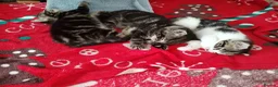Mixed Breed cats for sale: Beautiful Domestic Shorthair Kittens Ready Soon - Advert 10