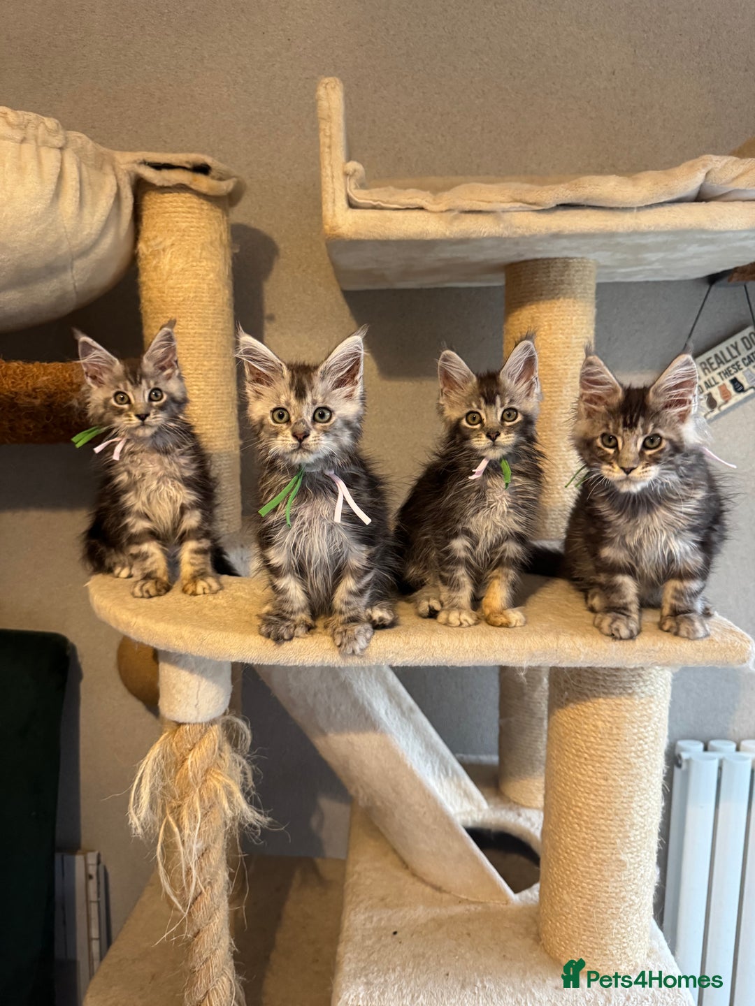 Maine Coon cats for sale: Stunning Maine Coon kittens  - Image 12
