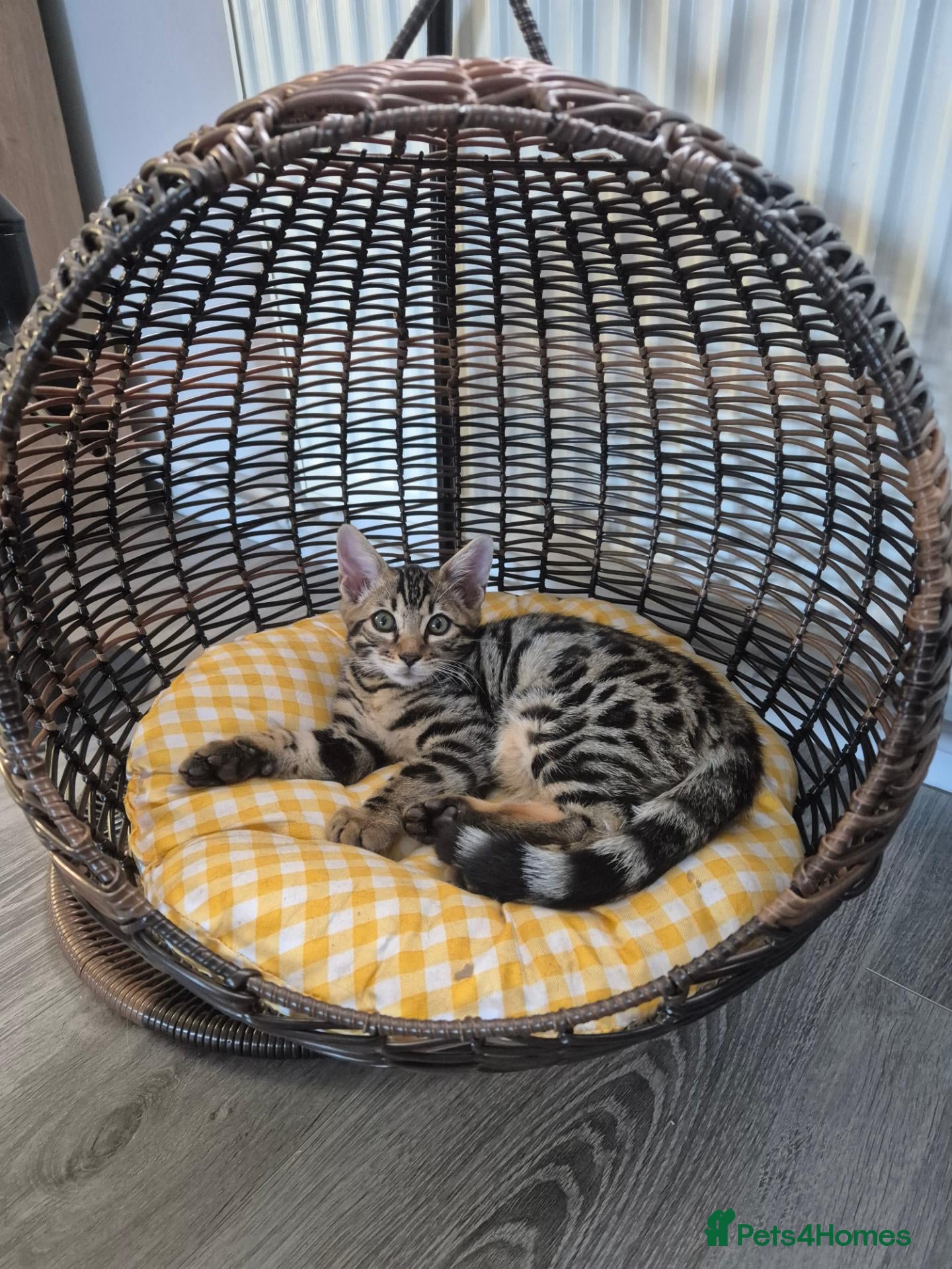 Bengal cats  Charcoal Bengal Boy Ready for forever Homes 🥰 - Advert 2