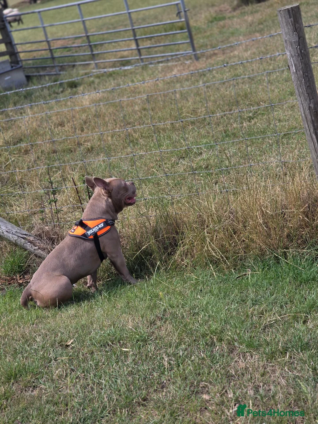 Mixed Breed dogs for sale: Bleu 2YO Pocket Bully in Bishop Auckland - Advert 2