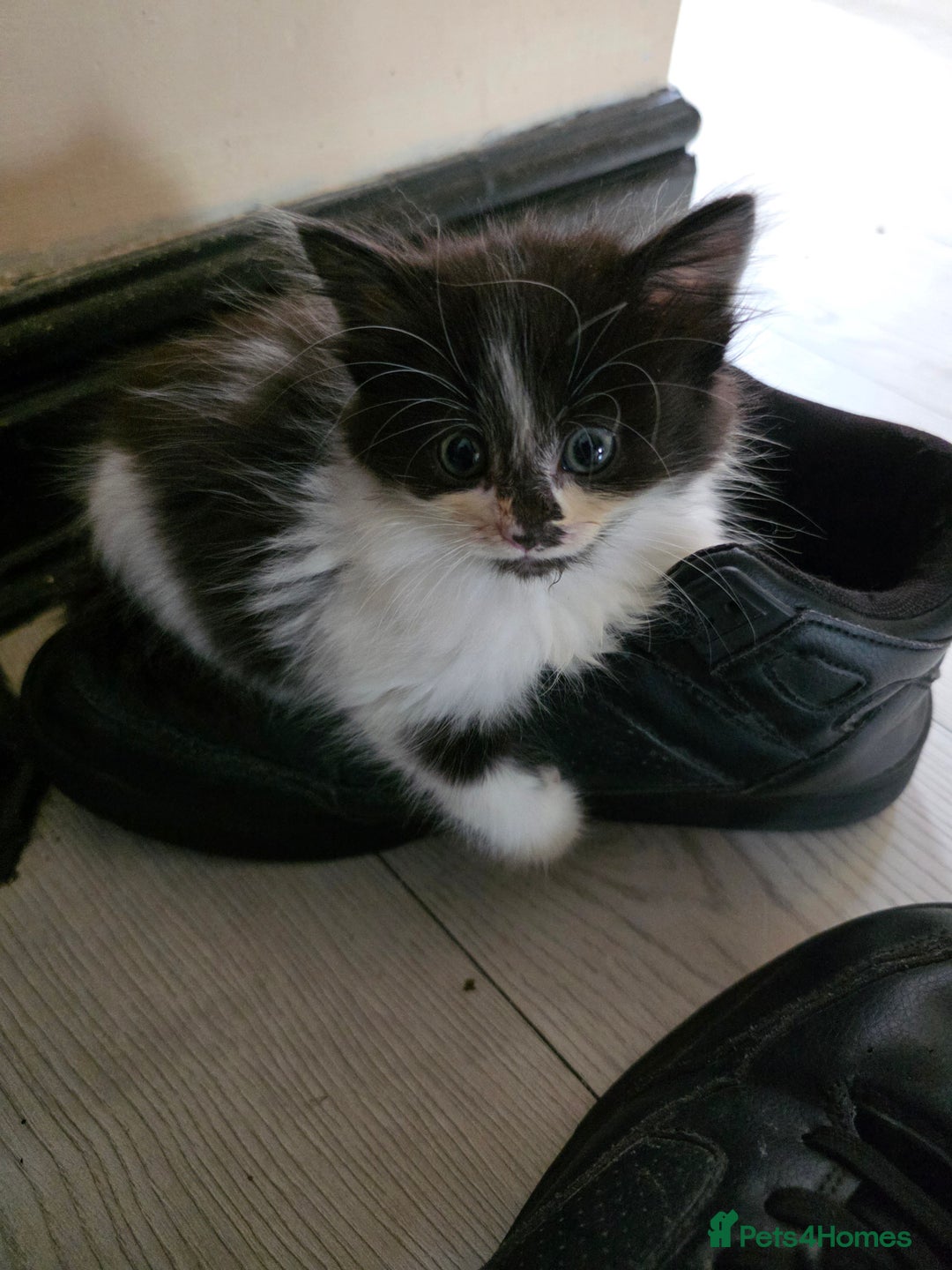 Mixed Breed cats for sale: Beautiful Calico Kittens - Image 5