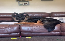 German Shepherd dogs for sale: Bruno - Image 1