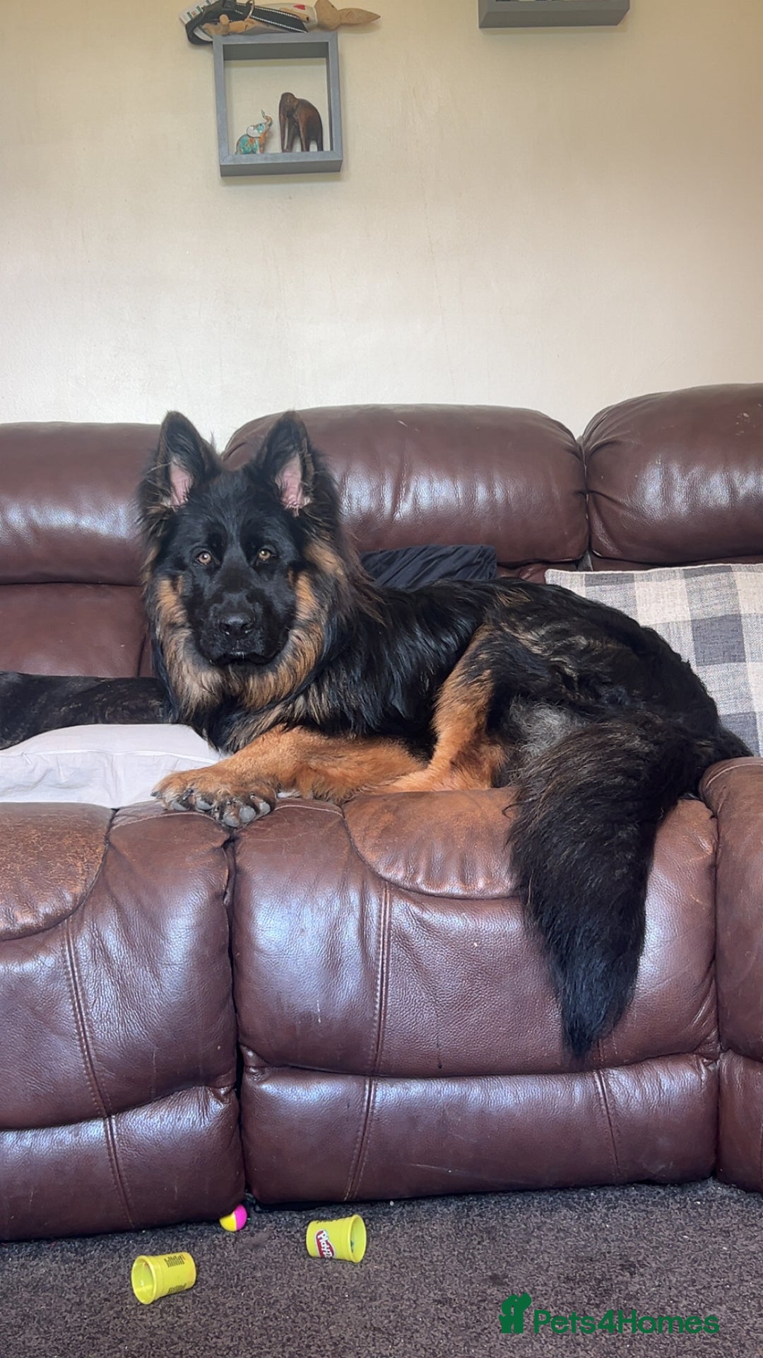 German Shepherd dogs for sale: Bruno - Image 1