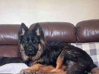 German Shepherd dogs - Advert 1