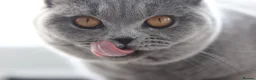 British Shorthair cats for sale: 🧸 Stunning GCCF BSH Female Champion Bloodlines ✨ - Advert 5