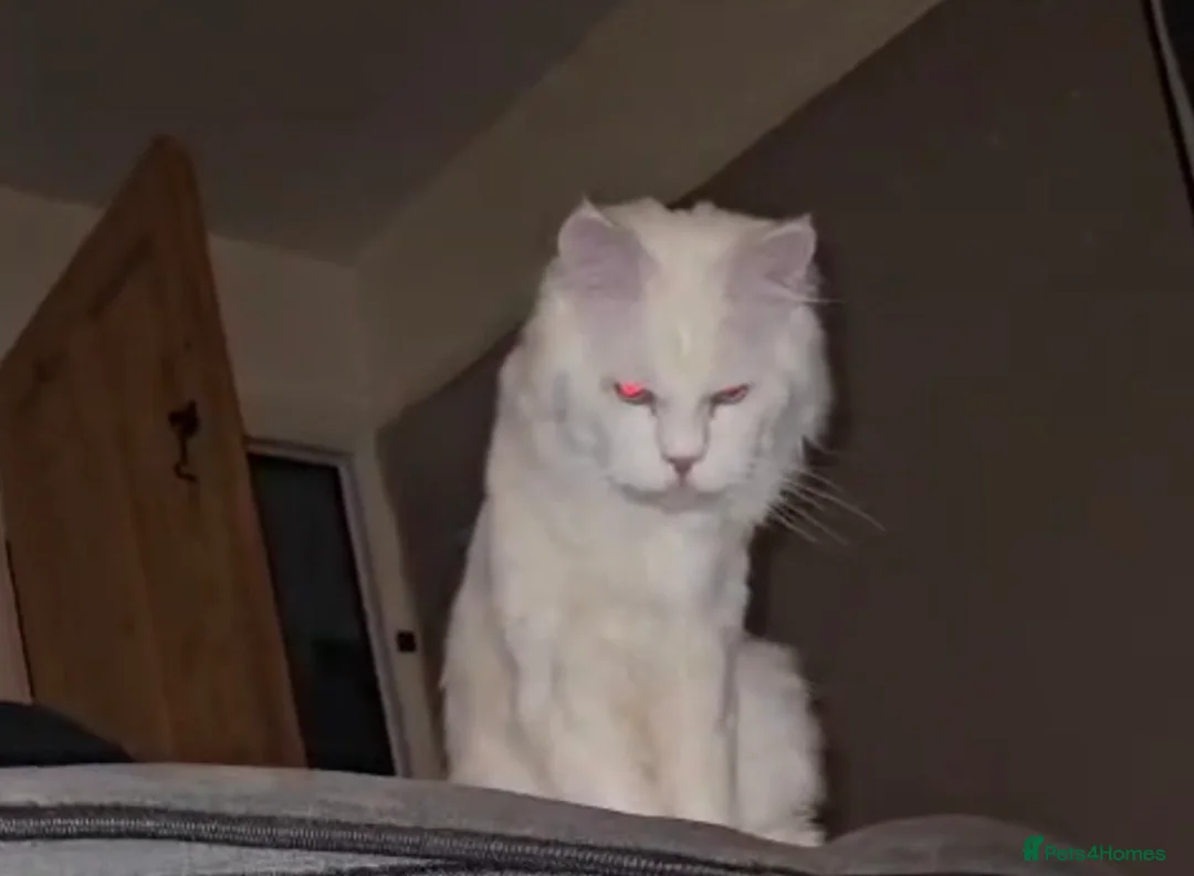 Maine Coon cats for stud: white male stud in Stockport - Advert 2